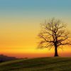 Solitary tree at sunset for evil eye Ruqyah treatment.