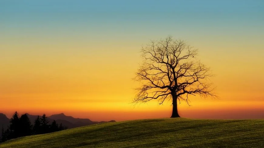 Solitary tree at sunset for evil eye Ruqyah treatment.